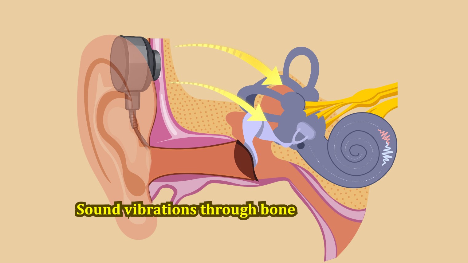 Bone conduction illustration
